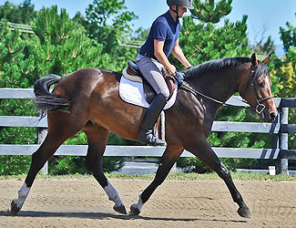 Belmont B trotting