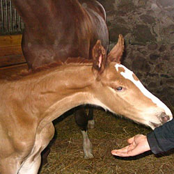 Finn as a colt