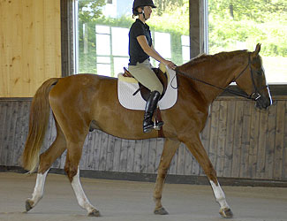 Finn with a rider.