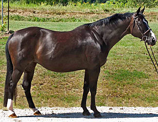 Sophie Conformation