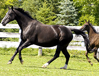 Sophie in field with her mare