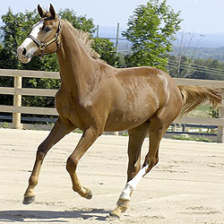 Ireland colt playing