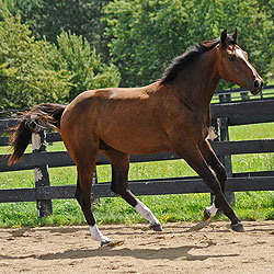 Belmont B cantering