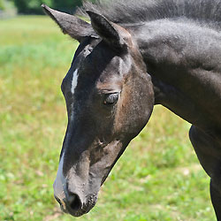 Charlotte B cantering