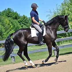 Dochula cantering