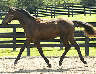 Tenzin trotting